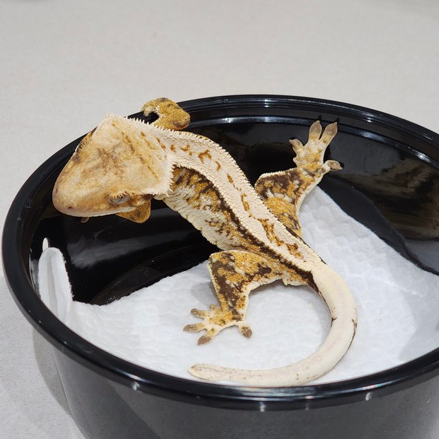 풀핀 트라이 익스트림할리퀸 화이트스팟 화이트크라운