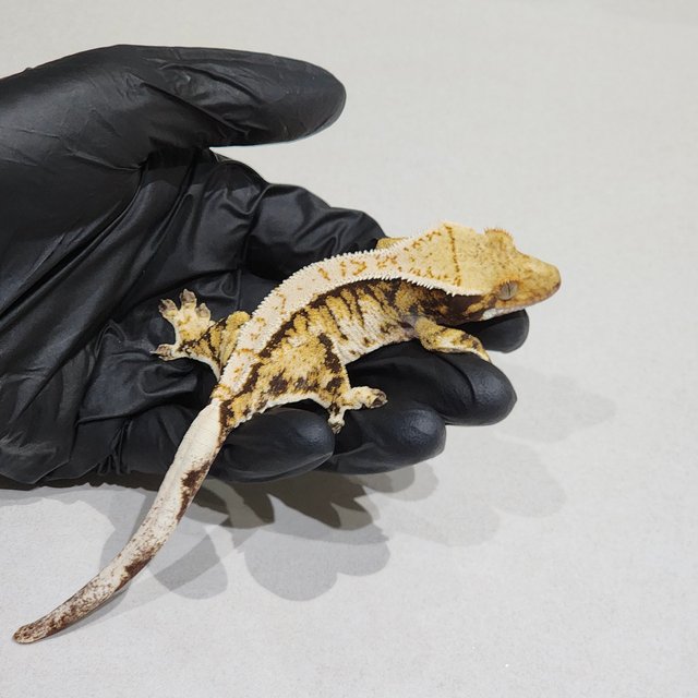 트라이 익스트림할리퀸 바브