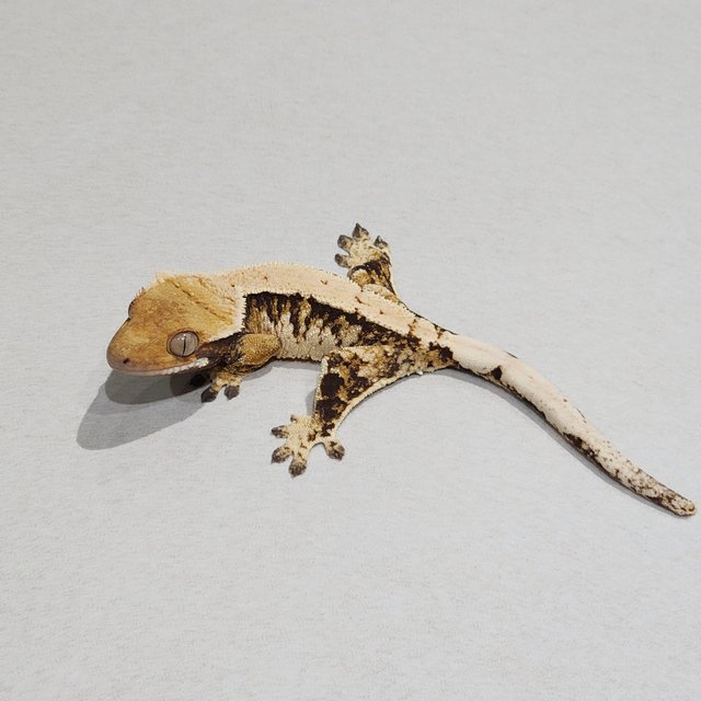 트라이 익스트림할리퀸