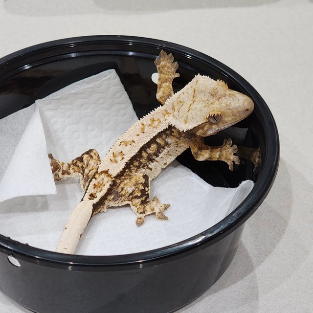 Quad White Spot White Crown