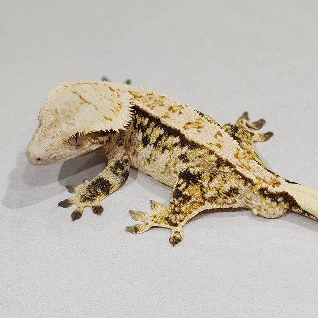 Tri Extreme Harlequin White Spot White Pin