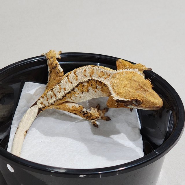 White Spot White Pin Extreme Harlequin Tri