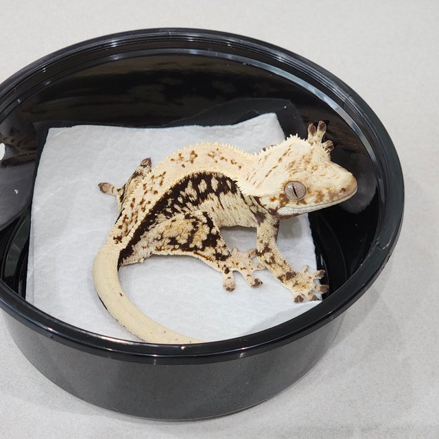 Quad Full Pinstripe White Spot Drippy