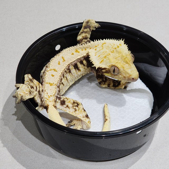 드리피 화이트스팟 화이트크라운