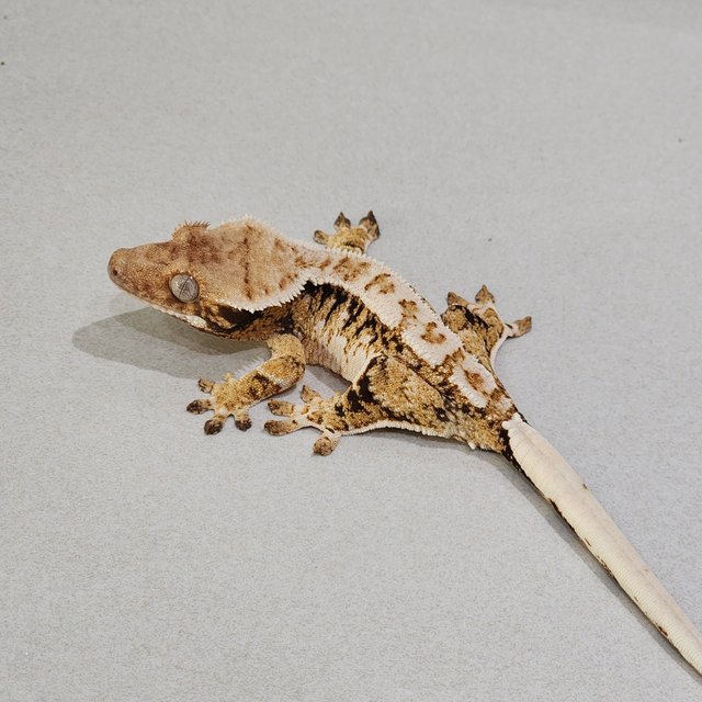 White Crown Tri Drippy Extreme Harlequin White Spot White Pin