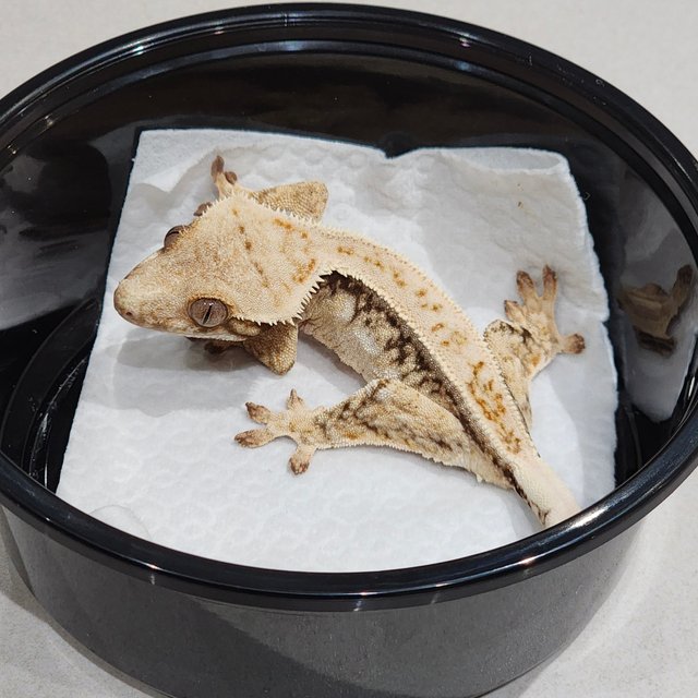 풀핀 드리피 화이트스팟