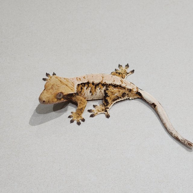 Extreme Harlequin White Pin Tri