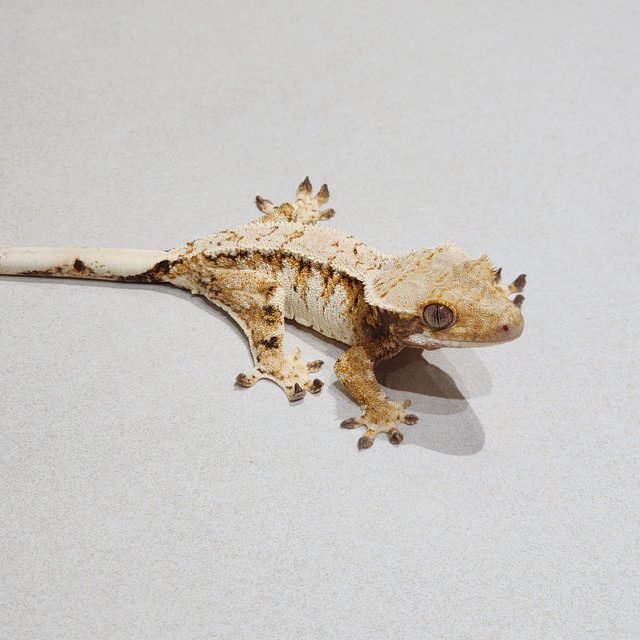 White Crown Tri Extreme Harlequin White Spot
