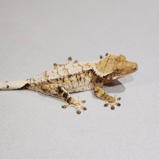 White Spot White Pin Extreme Harlequin Tri White Crown