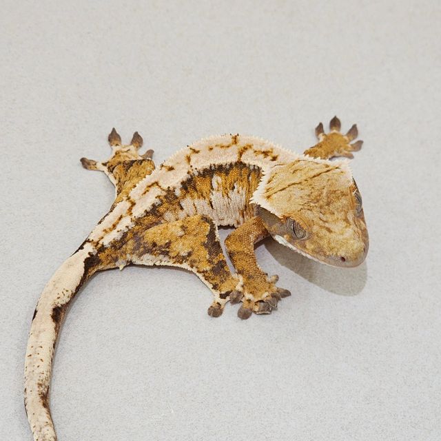 White Pin Extreme Harlequin Tri