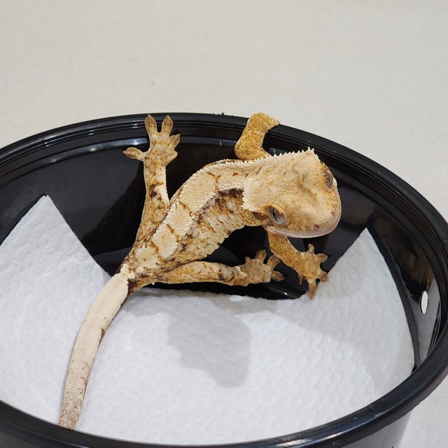 Drippy Tri Extreme Harlequin White Spot