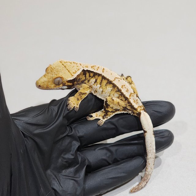 트라이 익스트림할리퀸 바브