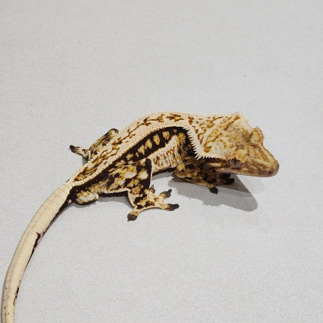 풀핀 트라이 쿼드 화이트핀 젠젝스