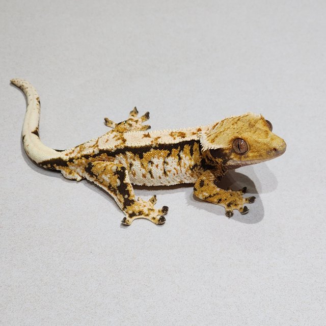 Tri White Crown White Spot Extreme Harlequin