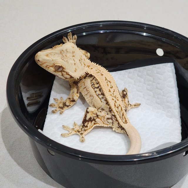 Full Pinstripe Drippy Quad White Spot