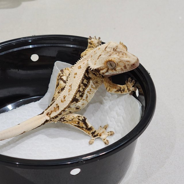 Drippy Quad White Spot