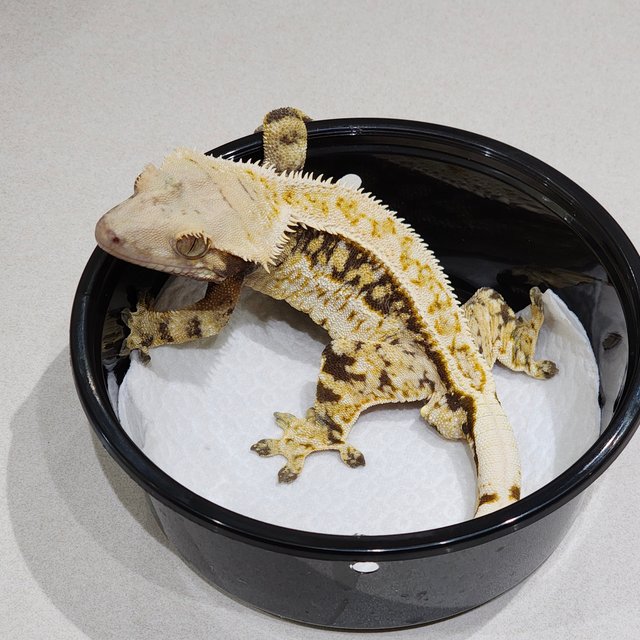 풀핀 화이트크라운 드리피 쿼드 화이트스팟 트라이