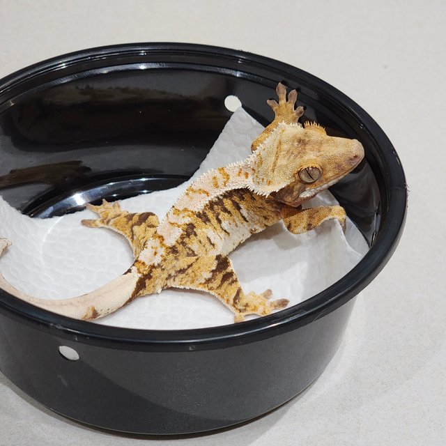 White Crown Tri Extreme Harlequin