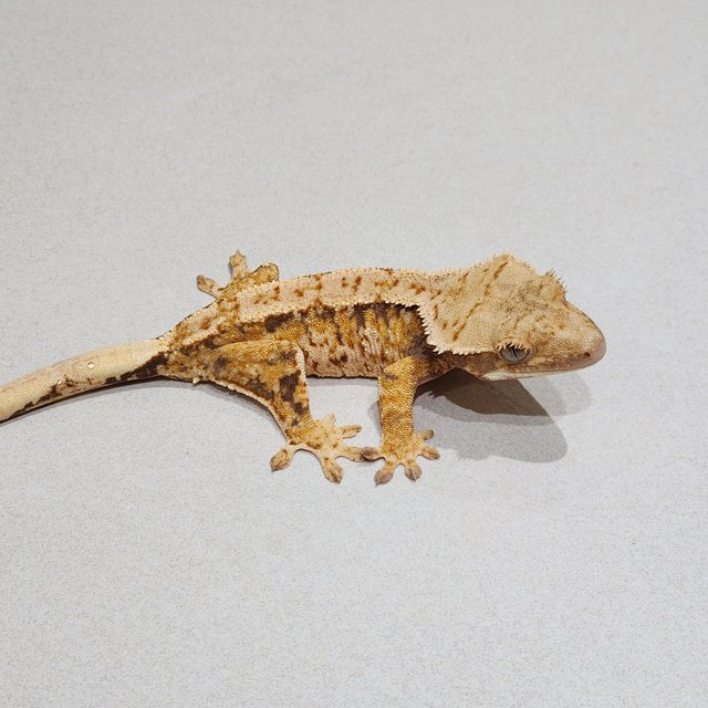 Tri Extreme Harlequin White Spot