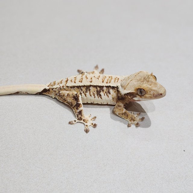 White Crown Tri Extreme Harlequin White Spot
