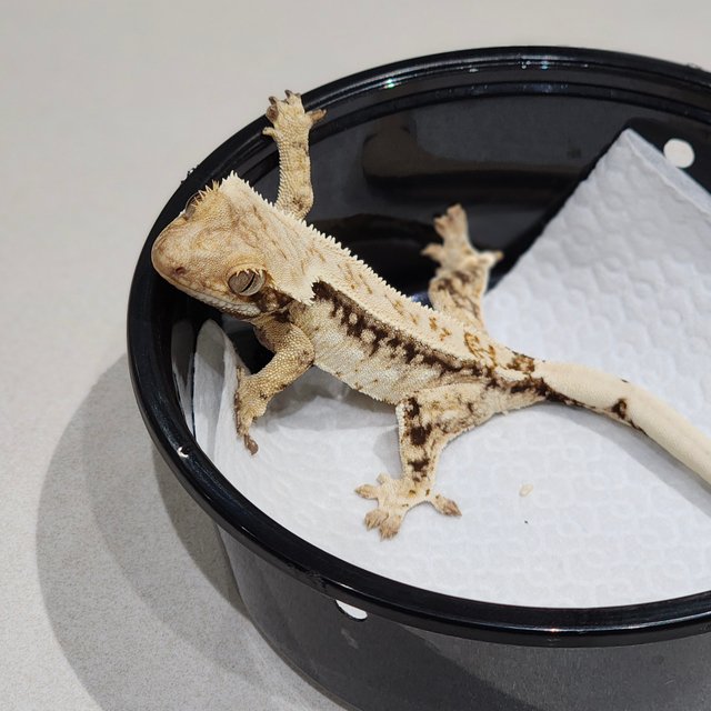 Drippy White Spot White Crown