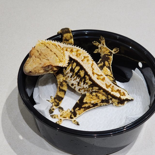 풀핀 화이트크라운 트라이 화이트스팟 익스트림할리퀸