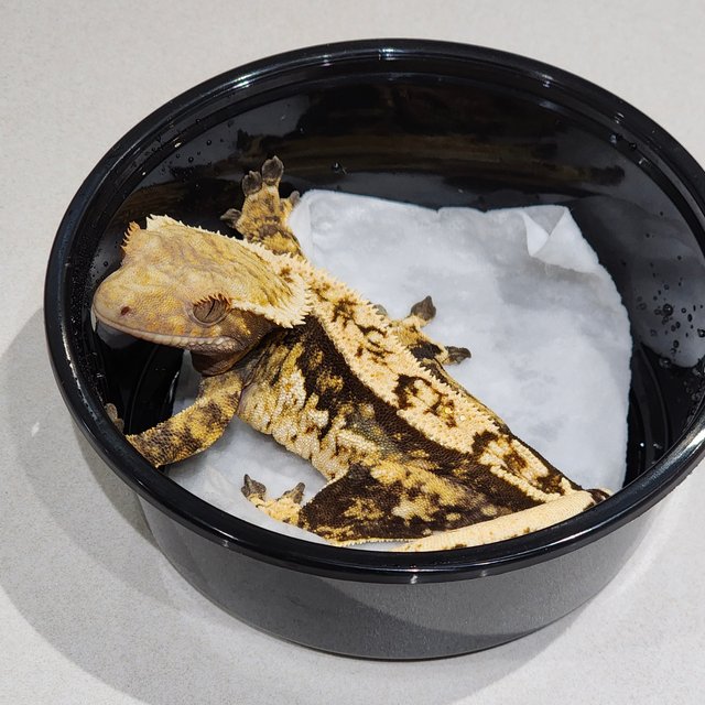 트라이 익스트림할리퀸 화이트크라운