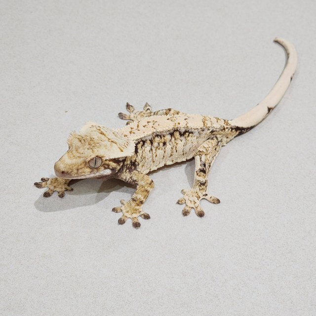 Drippy Tri White Spot White Crown White Pin Extreme Harlequin