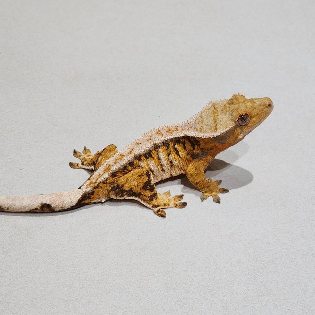 Tri Drippy Extreme Harlequin White Pin