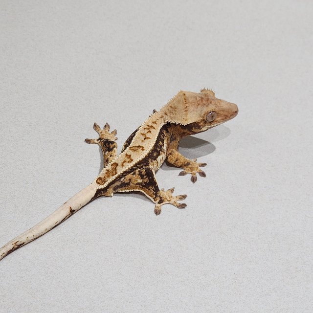 풀핀 드리피 트라이 익스트림할리퀸