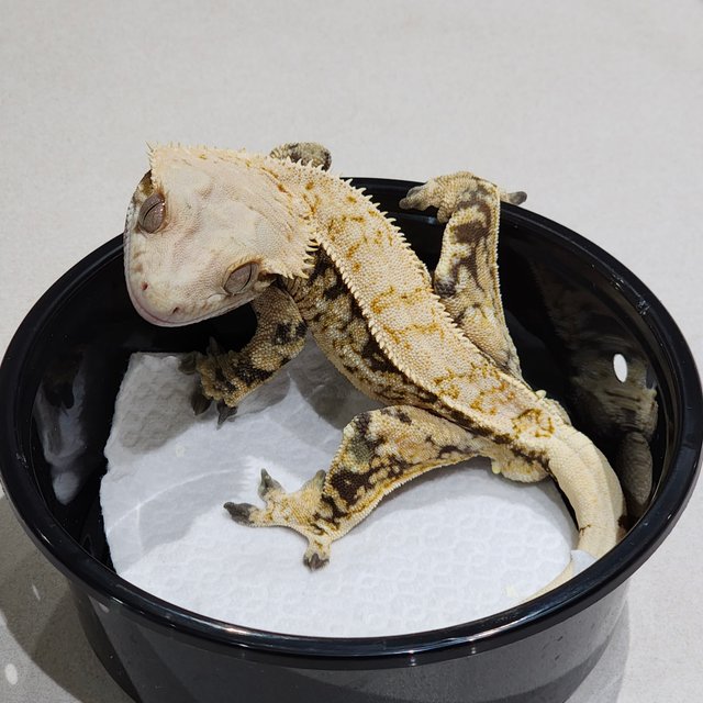 드리피 트라이 익스트림할리퀸 화이트스팟