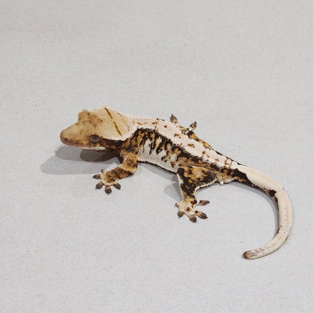 Tri Extreme Harlequin