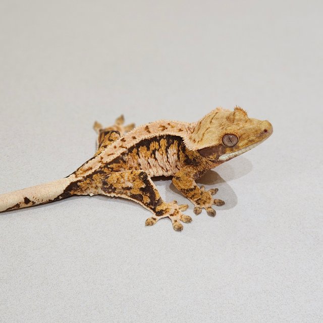 Tri Extreme Harlequin White Spot