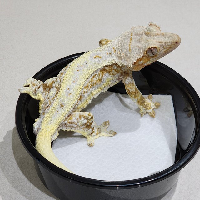 크림 릴리화이트