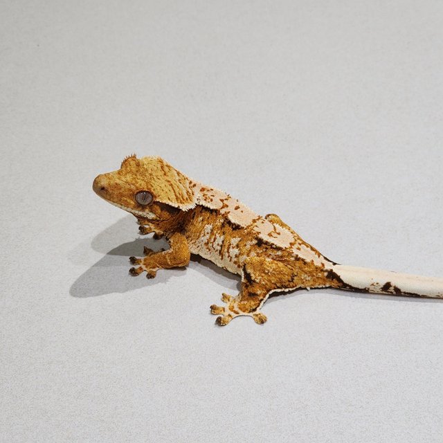Extreme Harlequin Tri White Spot White Crown