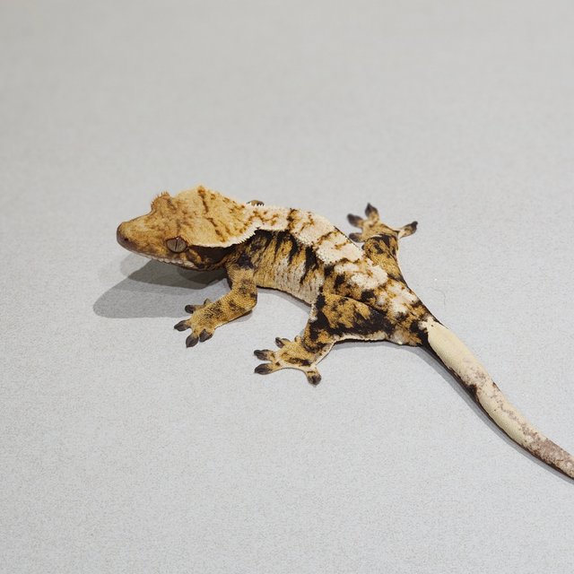 Tri Extreme Harlequin