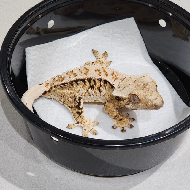 White Crown Drippy Tri Extreme Harlequin White Spot