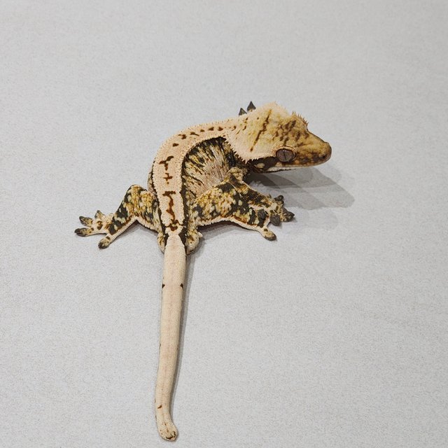 Extreme Harlequin White Spot White Pin Tri Zengex