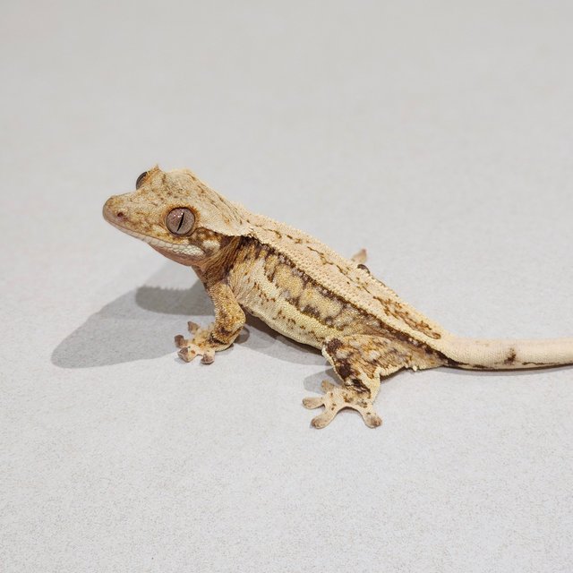 Full Pinstripe Quad Drippy White Spot