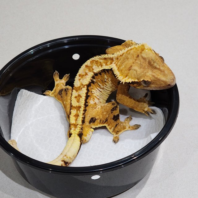 화이트크라운 트라이 익스트림할리퀸 화이트스팟