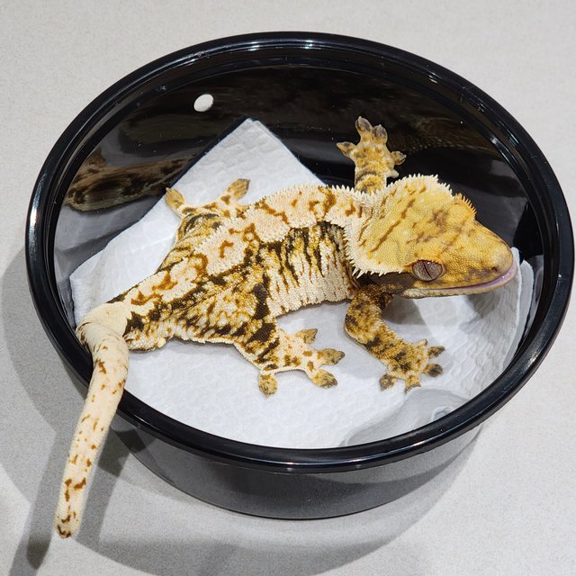 White Crown Tri Extreme Harlequin