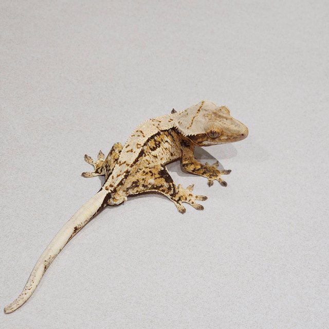 Extreme Harlequin Tri White Spot