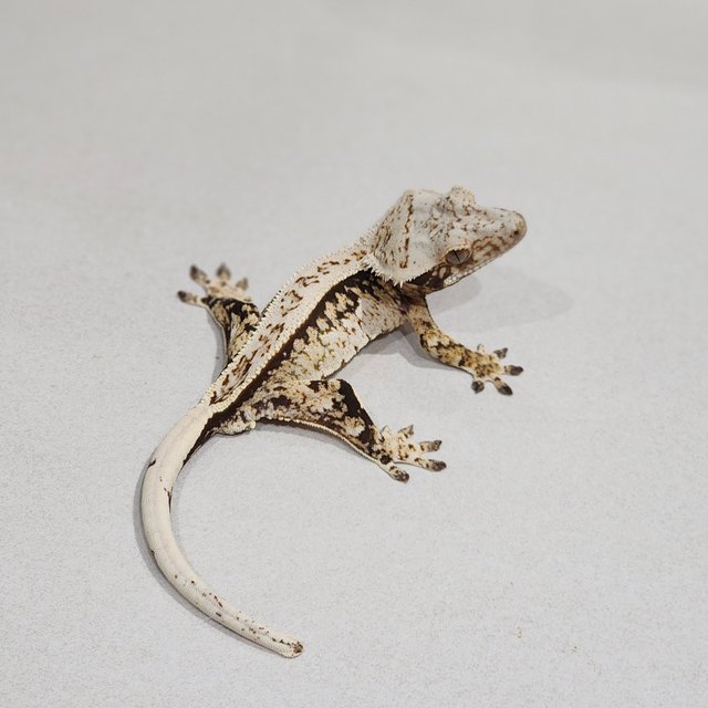 풀핀 트라이 익스트림할리퀸