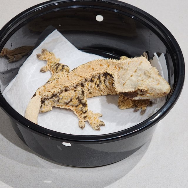 트라이 화이트스팟