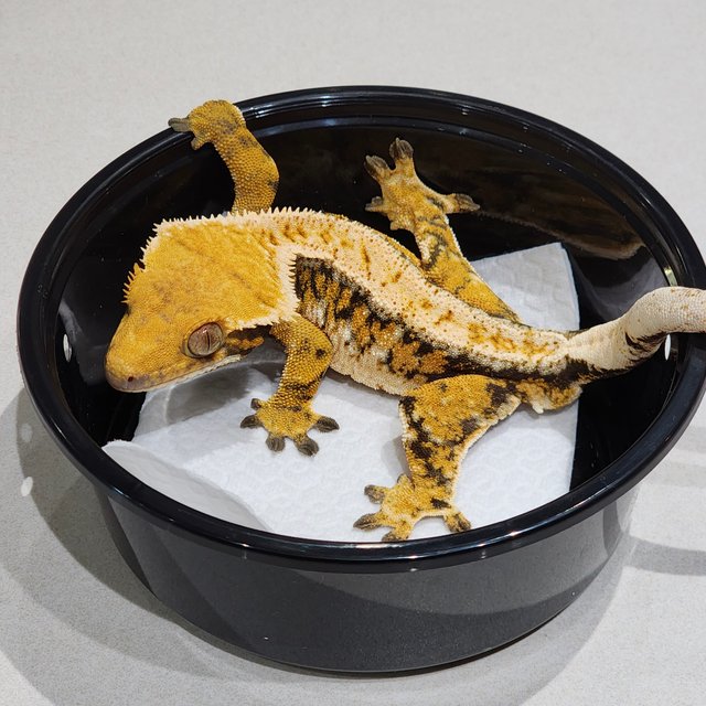 White Crown Drippy Tri Extreme Harlequin