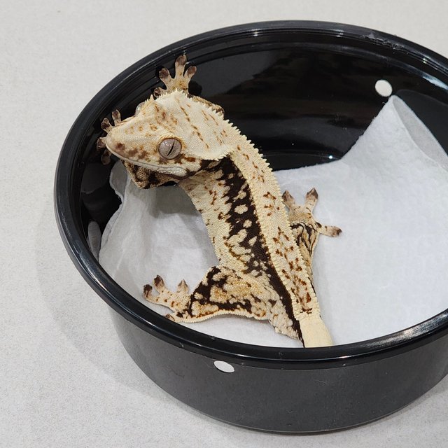 Quad Full Pinstripe White Spot Drippy