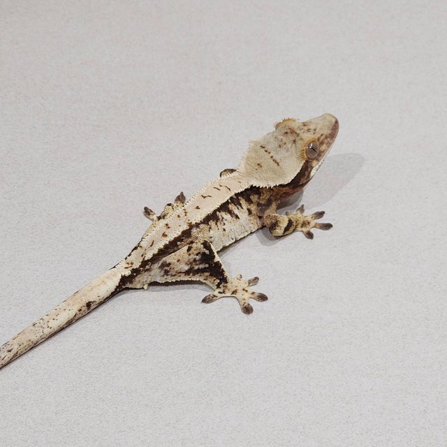 Tri Extreme Harlequin White Spot