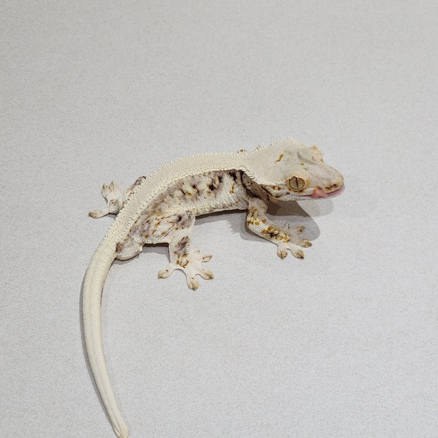 Solid Back Lilly White