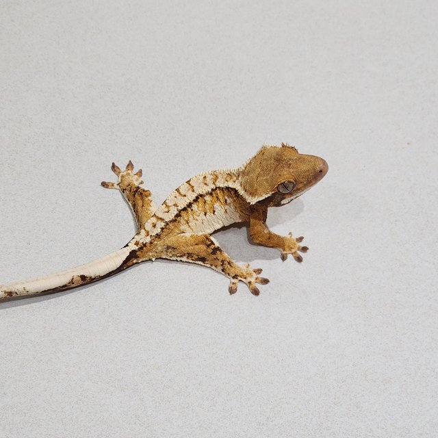 화이트핀 화이트스팟 트라이 익스트림할리퀸