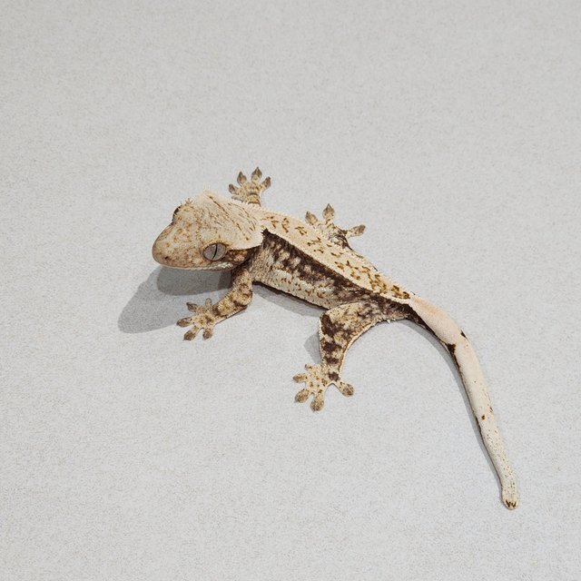 드리피 화이트스팟